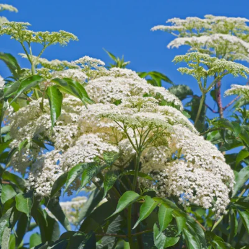 American Elderberry Bushes Live Plants, From 6 To 12 Inch Tall, Black Elderberry Plants Live For Planting