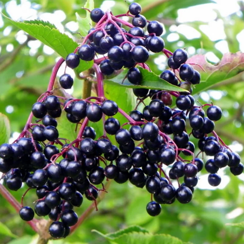 American Elderberry Bushes Live Plants, From 6 To 12 Inch Tall, Black Elderberry Plants Live For Planting