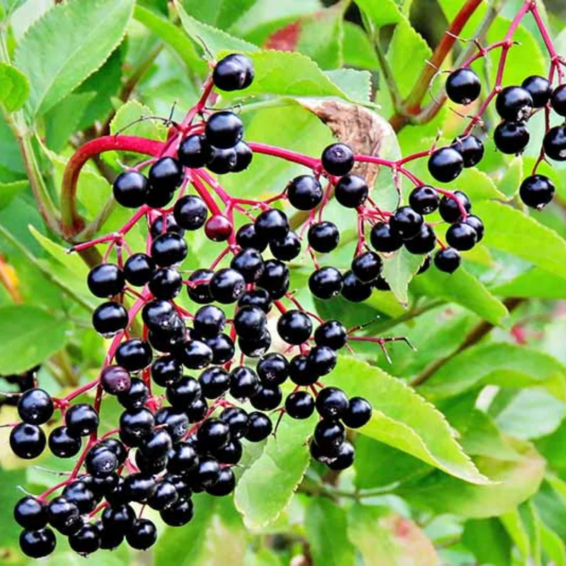 American Elderberry Bushes Live Plants, From 6 To 12 Inch Tall, Black Elderberry Plants Live For Planting