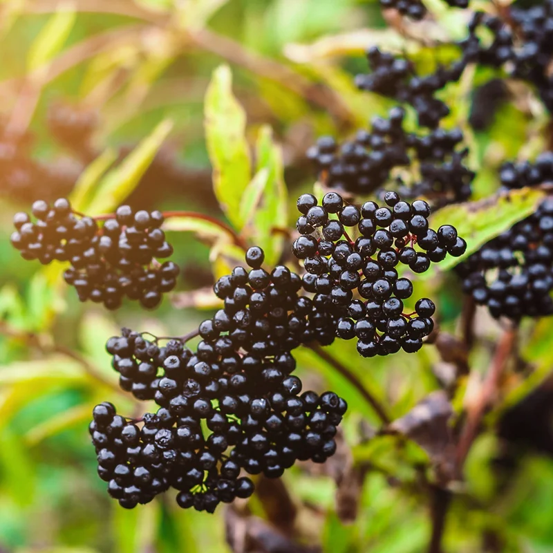 American Elderberry Bush, 6-12 Inch Tall, Black Elderberry Plant High Yielding, Hardy Fruit Plants