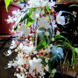 3 Clerodendrum Wallichii Plants, 4-8 Inch Height, White Blooms, Ornamental Houseplant for Home