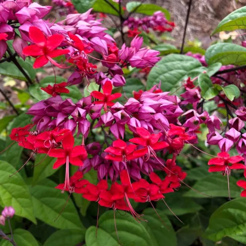 Clerodendrum Bleeding Heart Live Plant, 4-8 Inch Tall, Easy to Care for Indoor or Outdoor Gardens