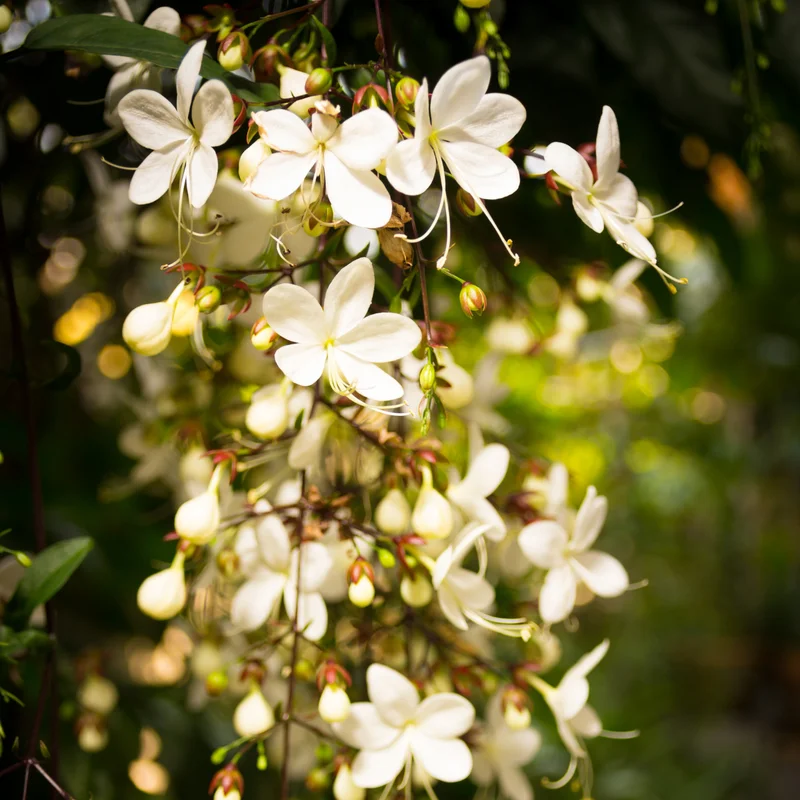 3 Clerodendrum Wallichii Plants, 4-8 Inch Height, White Blooms, Ornamental Houseplant for Home