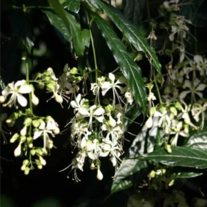 3 Clerodendrum Wallichii Plants, 4-8 Inch Height, White Blooms, Ornamental Houseplant for Home