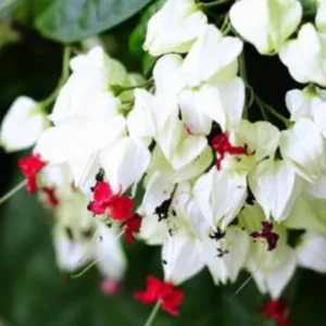 2 Clerodendrum Bleeding Heart Plants, 4-8 Inch Tall, Vine for Flowering, Ideal for Indoor Outdoor Gardens
