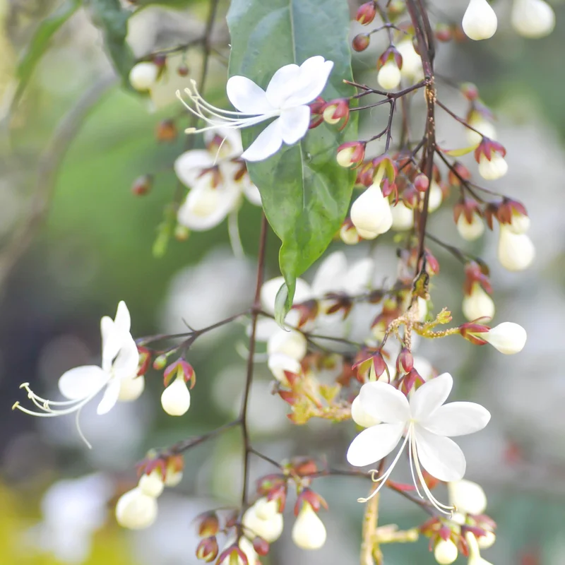 3 Clerodendrum Wallichii Plants, 4-8 Inch Height, White Blooms, Ornamental Houseplant for Home