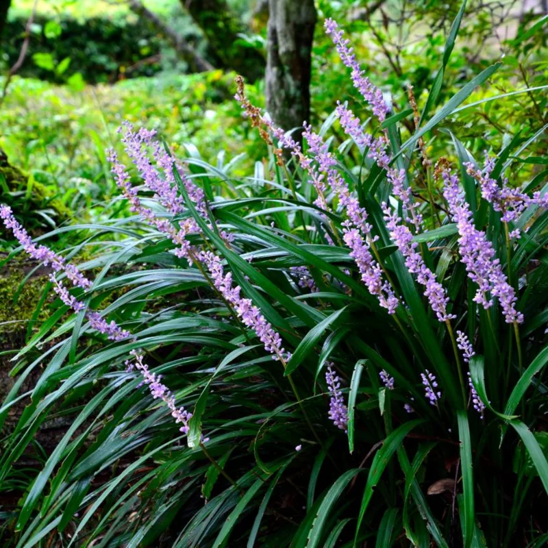 6 Liriope Plants Live, Lily Turf Liriope Muscari, Ornamental Grass, Starter Plants, 6 Inch Height