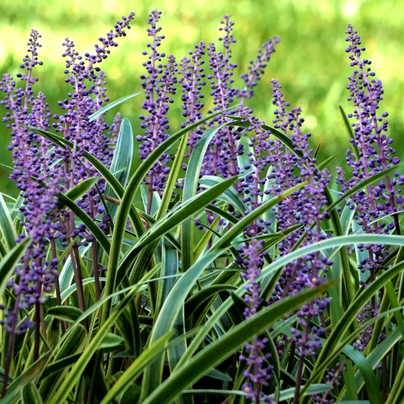 6 Liriope Plants Live, Lily Turf Liriope Muscari, Ornamental Grass, Starter Plants, 6 Inch Height