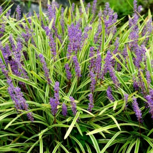 6 Liriope Plants Live, Lily Turf Liriope Muscari, Ornamental Grass, Starter Plants, 6 Inch Height