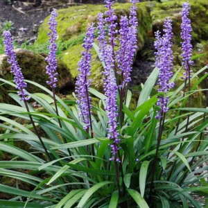 Set of 3 Liriope Muscari Plants Live, Lily Turf Ground Cover, 6 Inch Starter Plants for Landscaping