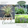 Lily Turf Liriope Muscari Live Plant Clump, 6 Inch Pot, Aztec Ornamental Grass Plant Live for Ground Cover or Edging