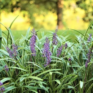 Liriope Muscari Live Plant, Aztec Ornamental Grass Plant Live Clump, 6 Inch Pot, Ground Cover or Border Grass