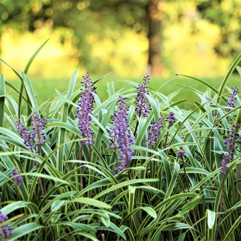 Liriope Muscari Live Plant, Aztec Ornamental Grass Plant Live Clump, 6 Inch Pot, Ground Cover or Border Grass