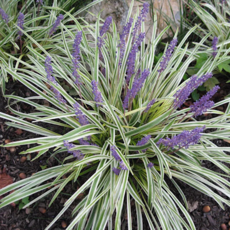 Liriope Muscari Lily Turf Live Plant, Aztec Ornameantal Grass Plant Live Clump, In 6 Inch Pot, Perfect for Ground Cover and Landscaping