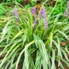 Liriope Muscari Plant, Lily Turf Grass Live Plant Clump, Aztec Ornameantal Grasses for Borders and Ground Cover, In 6 Inch Pot