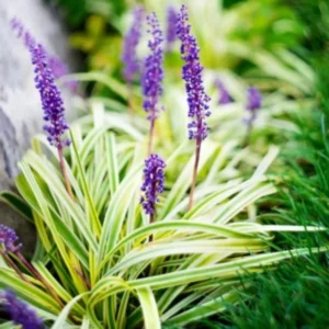 Liriope Muscari Plant, Lily Turf Grass Live Plant Clump, Aztec Ornameantal Grasses for Borders and Ground Cover, In 6 Inch Pot