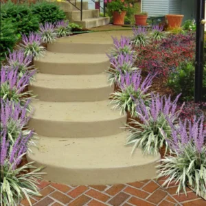 Liriope Muscari Live Plant, Aztec Ornamental Grass Plant Live Clump, 6 Inch Pot, Ground Cover or Border Grass