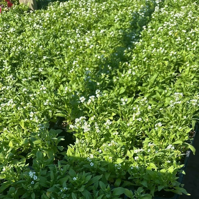 3 Sweet Alyssum Plants Live, White Alyssum Flowers, 8 Inch Tall in 3 Inch Pot, Perfect for Perennial Flower Beds