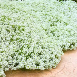 3 Sweet Alyssum Plants Live, White Alyssum Flowers, 8 Inch Tall in 3 Inch Pot, Perfect for Perennial Flower Beds