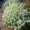 2 White Alyssum Plants Live, 8 Inch Tall, Sweet Alyssum Perennial Plant, Ideal for Flower Beds, 3 Inch Pot
