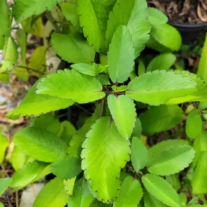 Kalanchoe Pinnata Succulent Live Plant, 4-8 Inch Tall, Mother of Thousands in 4 Inch Pot