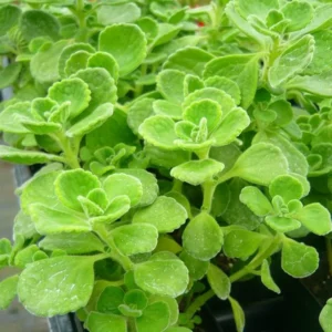 Plectranthus Vick Tomentosa Live Succulent Plant, 4 Inch Pot, Plectranthus Houseplant