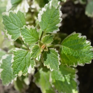2 Swedish Ivy Live Plants, 4 Inch Pot, Plectranthus Mint for Hanging Baskets and Indoor Outdoor