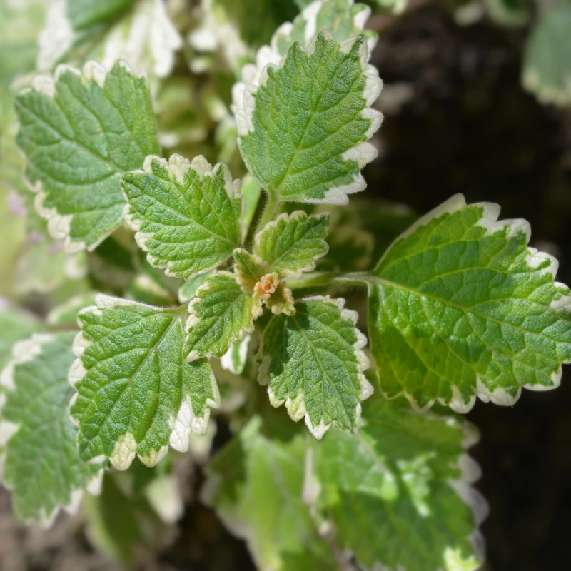 2 Swedish Ivy Live Plants, 4 Inch Pot, Plectranthus Mint for Hanging Baskets and Indoor Outdoor