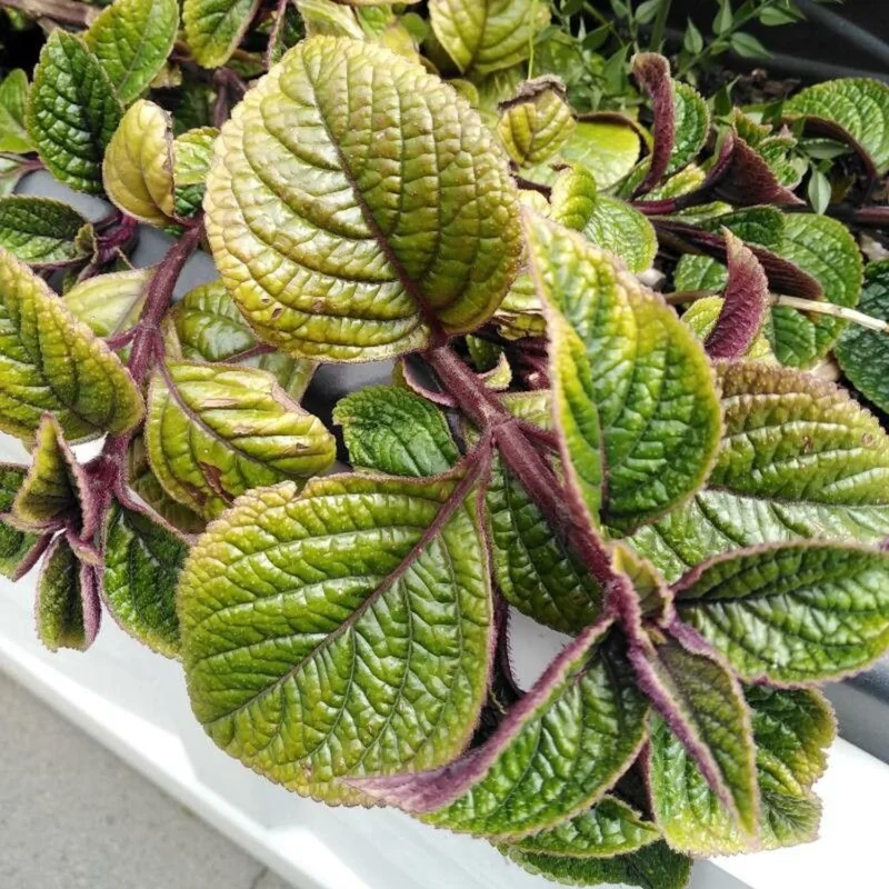 2 Swedish Ivy Live Plants, 4 Inch Pot, Plectranthus Mint for Hanging Baskets and Indoor Outdoor