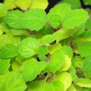 2 Swedish Ivy Live Plants, 4 Inch Pot, Plectranthus Mint for Hanging Baskets and Indoor Outdoor