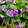 Pack 12 Blue Purple Violet Plants Live, Violet Plants for Garden Planting, Vibrant Blue Purple Colored Flowers