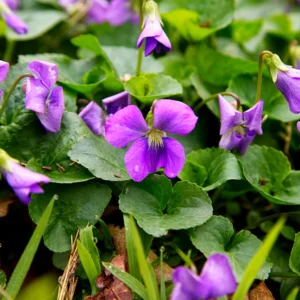 Pack 12 Blue Purple Violet Plants Live, Violet Plants for Garden Planting, Vibrant Blue Purple Colored Flowers