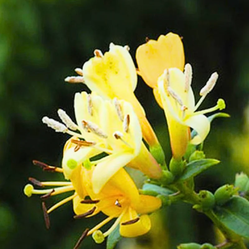 Pack 3 Honeysuckle Live Plants, Fragrant Climbing Honeysuckle Vine, Honeysuckle Bush for Gardens, Yellow Gold White Color