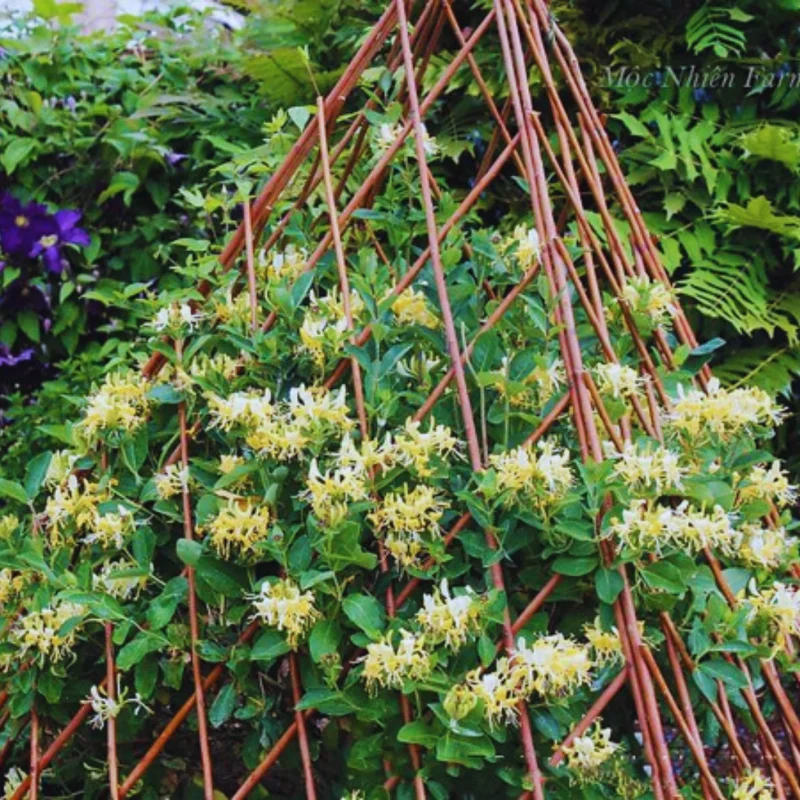 Pack 3 Honeysuckle Live Plants, Fragrant Climbing Honeysuckle Vine, Honeysuckle Bush for Gardens, Yellow Gold White Color