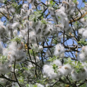 Black Willow Tree Live Plant, Hardy Willow Sapling for Landscaping