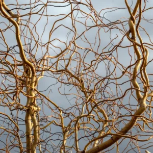 10 Corkscrew Willow Tree Cuttings, Hardy Willow Tree for Planting, Unrooted Cuttings