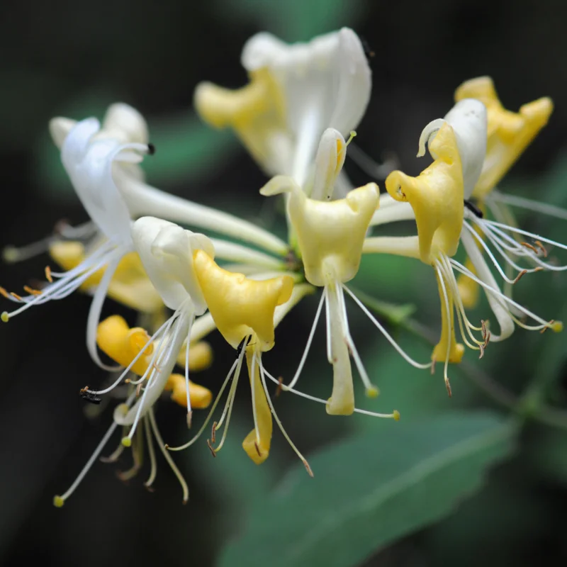 Combo 4 Honeysuckle Vines, Yellow Gold White Fragrant Climbing Honeysuckle Vine, Honeysuckle Bush for Gardens