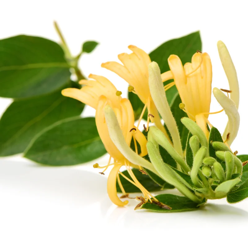 Combo 4 Honeysuckle Vines, Yellow Gold White Fragrant Climbing Honeysuckle Vine, Honeysuckle Bush for Gardens