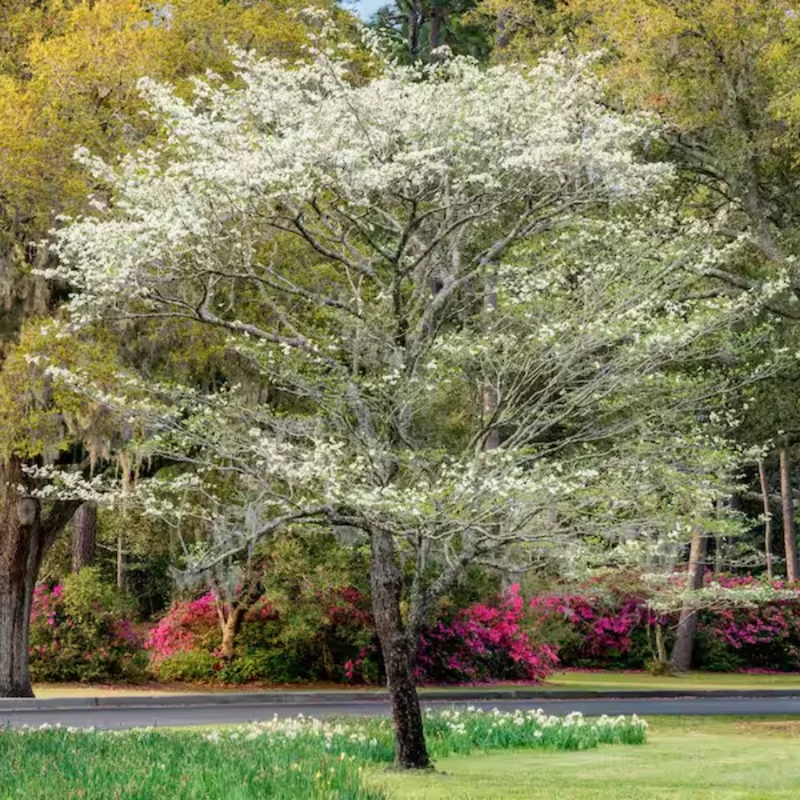 Set 2 White Dogwood Tree Bare Roots, 8 to 16 Inc Tall, Dormant in Winter, No Leaf, Dogwood Trees Plants Live