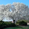Combo 6 Dogwood White Flowering Tree Bare Roots, 8 to 16 Inc Tall, Dormant in Winter, No Leaf, Dogwood Trees Plants Live