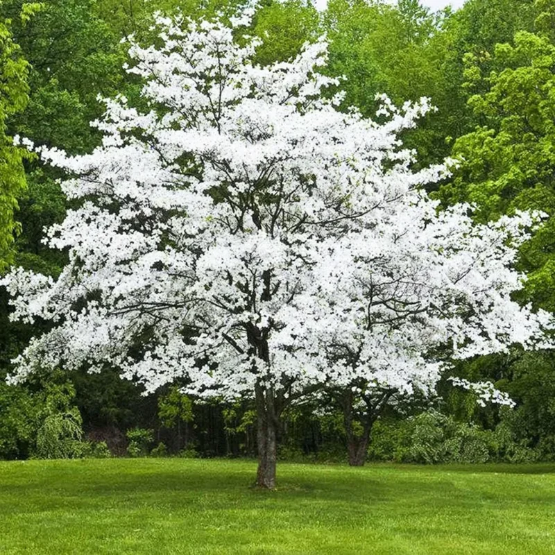 Set 2 White Dogwood Tree Bare Roots, 8 to 16 Inc Tall, Dormant in Winter, No Leaf, Dogwood Trees Plants Live