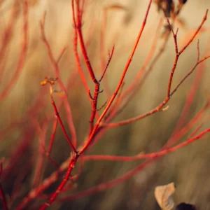 Red Twig Dogwood Shrub Live Plant, Bare Root, 8-16 Inc Liners, No Leaf in Winter