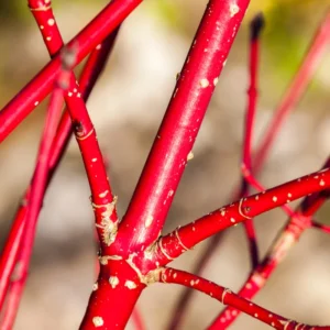Red Twig Dogwood Shrub Live Plant, Bare Root, 8-16 Inc Liners, No Leaf in Winter