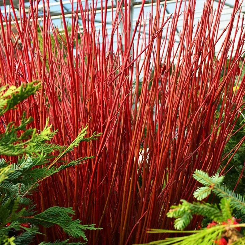 Red Twig Dogwood Shrub Live Plant, Bare Root, 8-16 Inc Liners, No Leaf in Winter