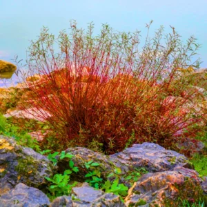 Red Twig Dogwood Shrub Tree, Twig Dogwood Bushes Live Plant, Bare Root, 8-16 Inc Liners, Dormant in Winter