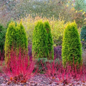 Red Twig Dogwood Shrub Tree, Twig Dogwood Bushes Live Plant, Bare Root, 8-16 Inc Liners, Dormant in Winter
