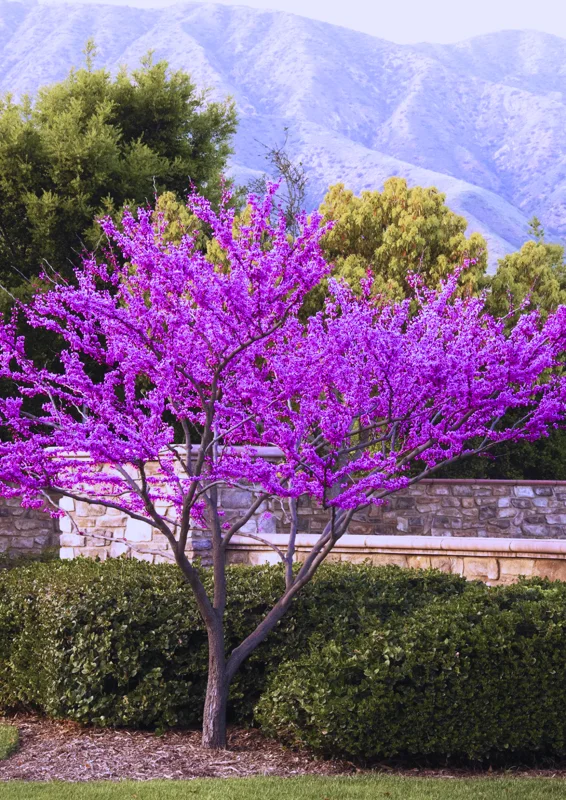 Set 5 Eastern Redbud Trees Plants Live, Redbud Plant, Hardy Redbud Tree for Landscaping, No Leaf, No Pot