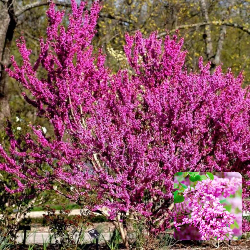 Set 10 Eastern Redbud Trees Live Plants, Redbud Live Plant, Hardy Redbud Tree for Landscaping, No Leaf, No Pot