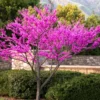 Set 10 Eastern Redbud Trees Live Plants, Redbud Live Plant, Hardy Redbud Tree for Landscaping, No Leaf, No Pot