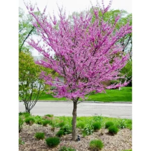 Pack 2 Redbud Trees Plants Live, 1-2 Year Old Tree Bare Root, No Leaf, 14 to 20 Inc Tall, Srping Blooms